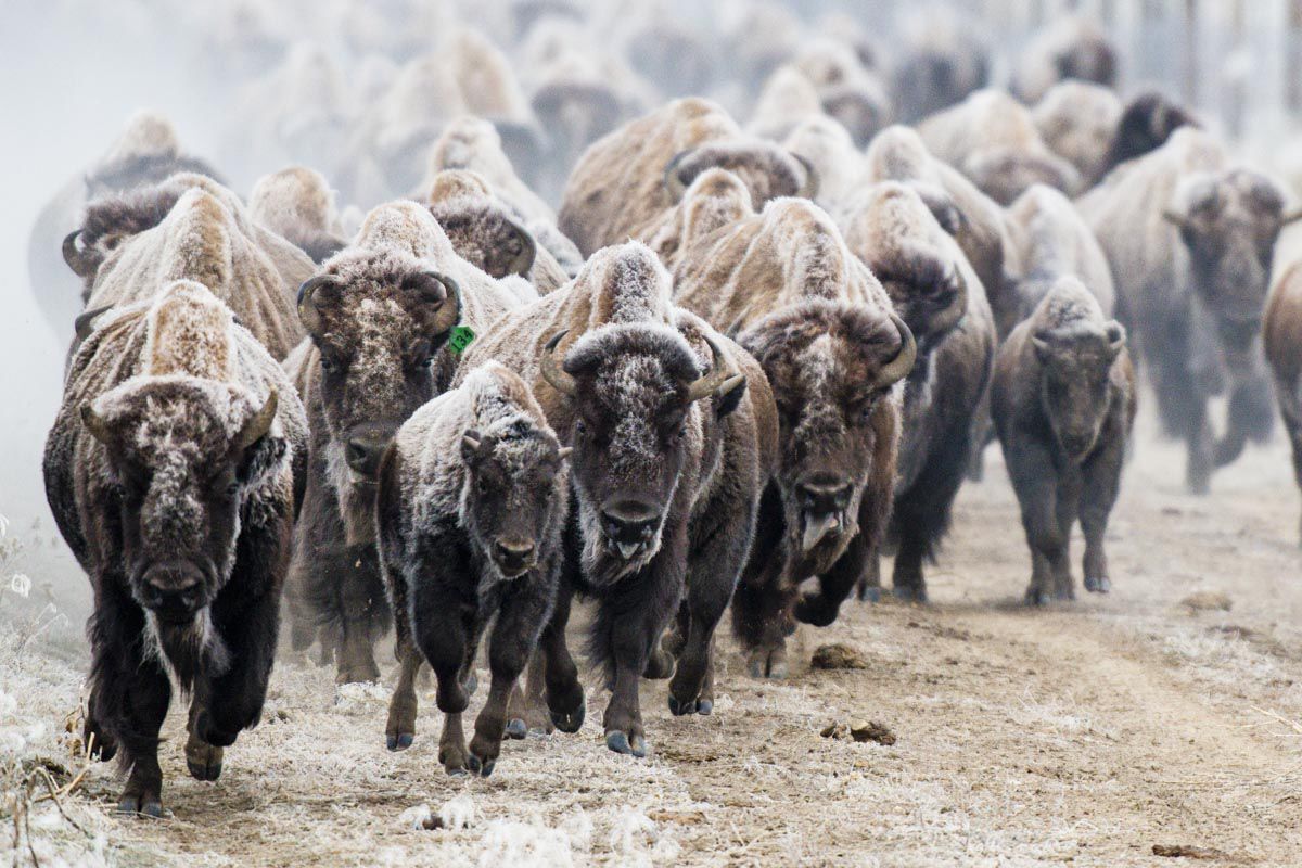 Bison